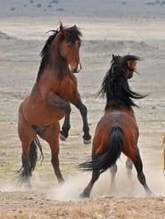 Image Los ultimos caballos salvajes de europa 2016