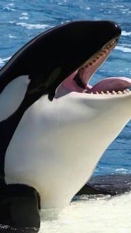 Orcas asesinas - Inteligencia al máximo series tv