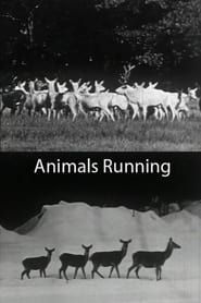 Image Animals Running