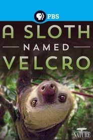 A Sloth Named Velcro series tv