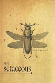 Setaceous 2017 streaming