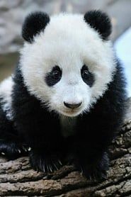 Panda Babies series tv