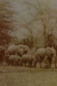 Elephants' Test series tv