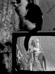 Cat on TV (1977)