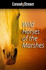 Image Wild Horses of the Marshes 2015