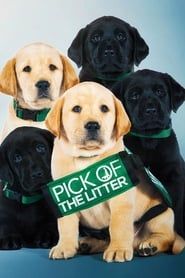 Image Pick of the Litter