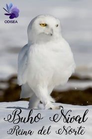 Snowy Owl, queen of the North-hd