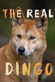 The real Dingo-hd