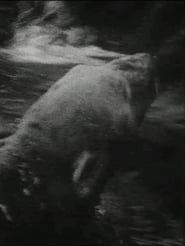 Polar Bear (1993)