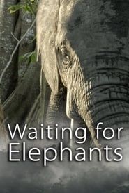 Image Waiting for Elephants