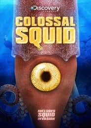 Image Colossal Squid 2008