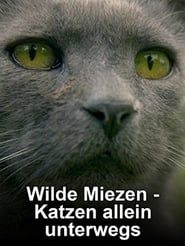Wilde Miezen - Katzen allein unterwegs series tv