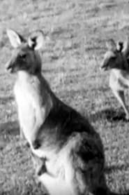 Image Kangaroos