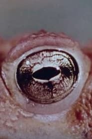 Warty, the Toad (1973)