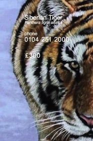 Image Siberian Tiger 2012