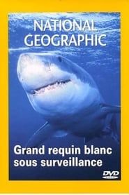 Image National Geographic : Grand requin blanc sous surveillance