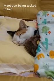 Image Meeboon being tucked in bed 2018
