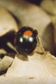 Image Ladybug, Ladybug, Winter Is Coming