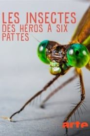 Image Les insectes, des héros à six pattes