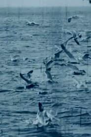 Image Feeding Seagulls off the Irish Coast