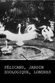 Pelicans, London Zoological Garden series tv