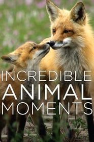 Incredible Animal Moments 2019 streaming