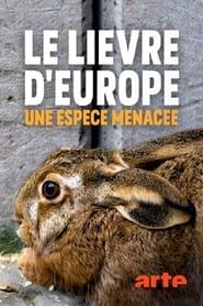 Image Le lièvre d’Europe une espèce menacée