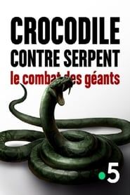 Image Crocodile contre serpent Le combat des géants