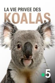 Image La vie privée des koalas
