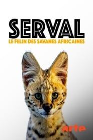 Image Serval, le félin des savanes africaines