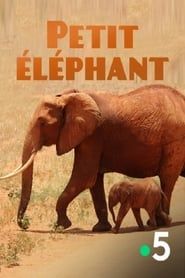 Affiche de Petit éléphant