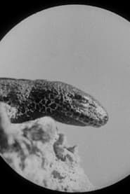 Les salamandres (1912)