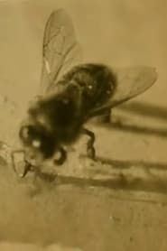 The Life of the Honey Bee (1911)
