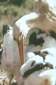 The White Storks series tv