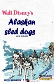 Image Alaskan Sled Dog