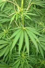 Le cannabis - Une plante entre le bien et le mal series tv