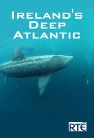 Image Au large de l'Irlande : baleines et requins en eaux profondes