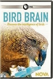 NOVA: Bird Brain series tv