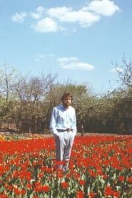 Image Tulip Field