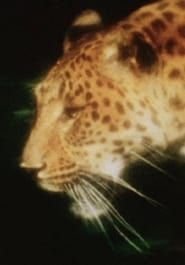 Image Leopard 2012