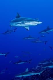 Image Shark Swarm