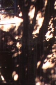 Image In A Tree’s Shadow