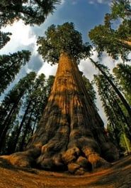 Image Redwoods: Anatomy of a Giant