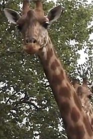 Girafe (1999)
