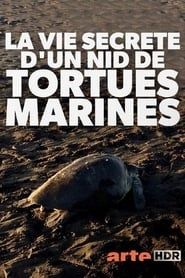 Image La vie secrète d'un nid de tortues marines 2019