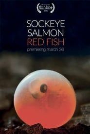 Image Sockeye Salmon. Red Fish