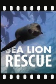Image Sea Lion Rescue 2020