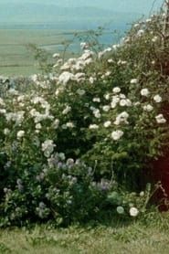 Glimpses from a Visit to Orkney in Summer 1995 (2020)