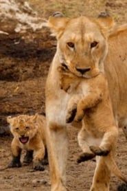 Image Big Cats of the Serengeti