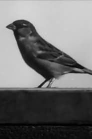 Image Sally the Sparrow 1945